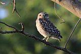 Burrowing Owl